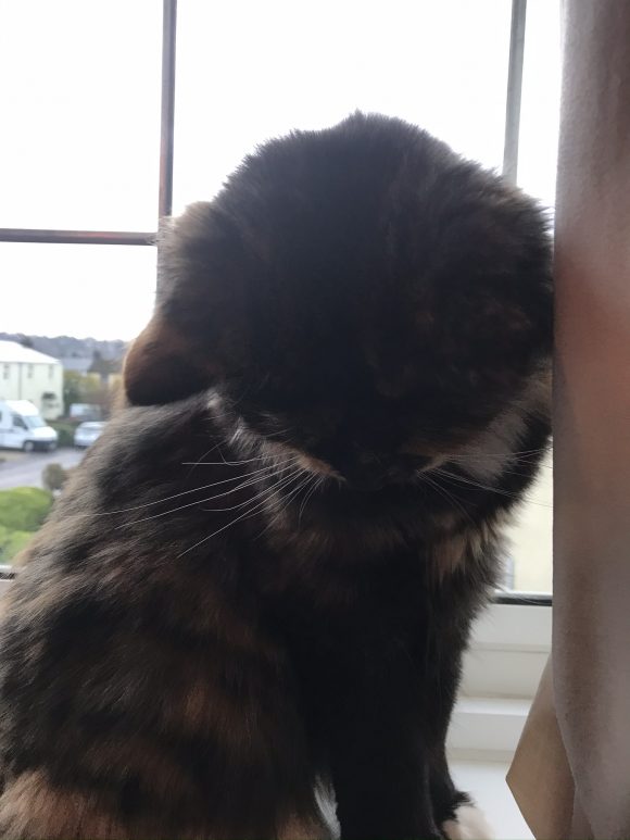 REUNITED 5/1 YOU G TORTISHELL CAT MISSING SEA MILLS