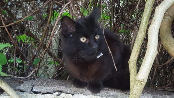 Cat Found in BS3, Bristol