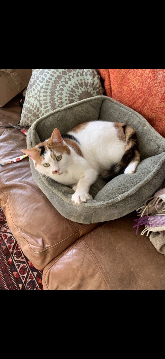 SHE CAME HOME! (No longer) Missing calico cat