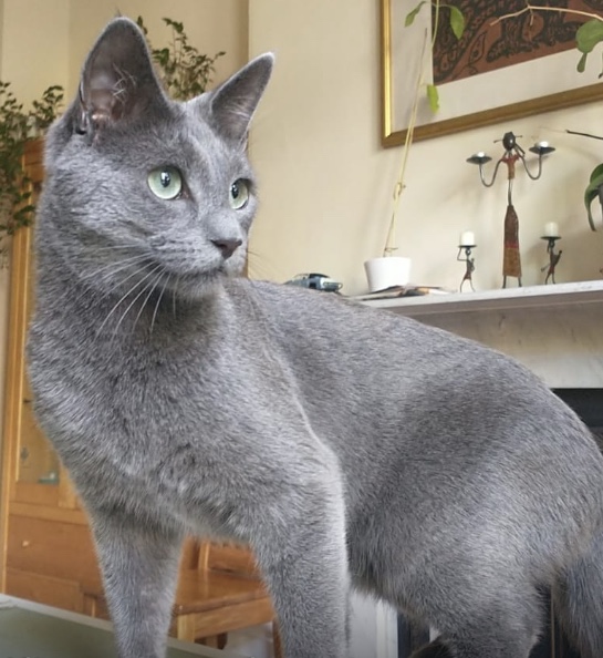 Missing small grey cat BS8
