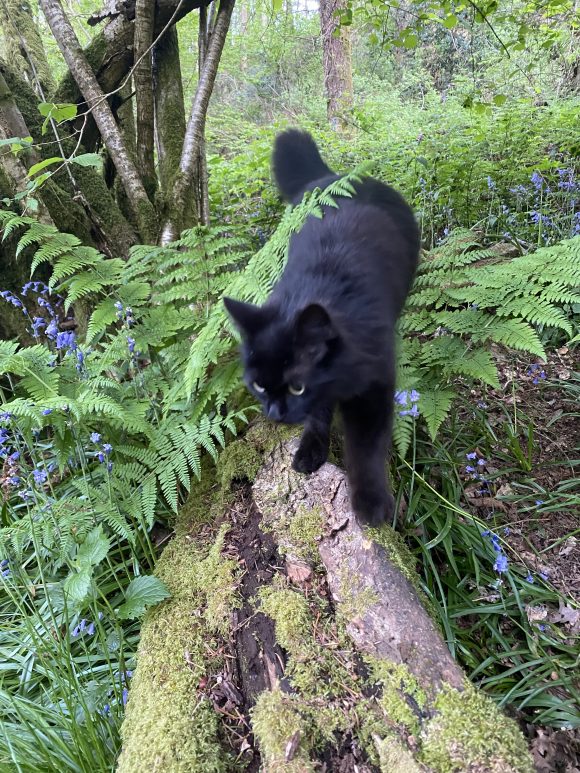 Missing cat – Forest