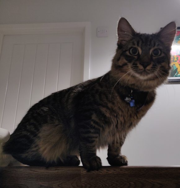 Dion, missing cat in BS5 Easton/St George’s