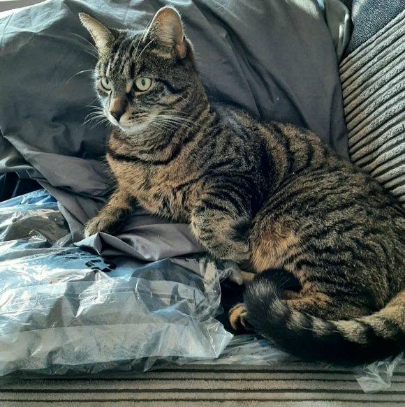 Lost Cat – Warmley BS30