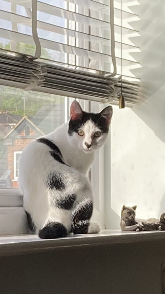 Missing white and black male cat St George