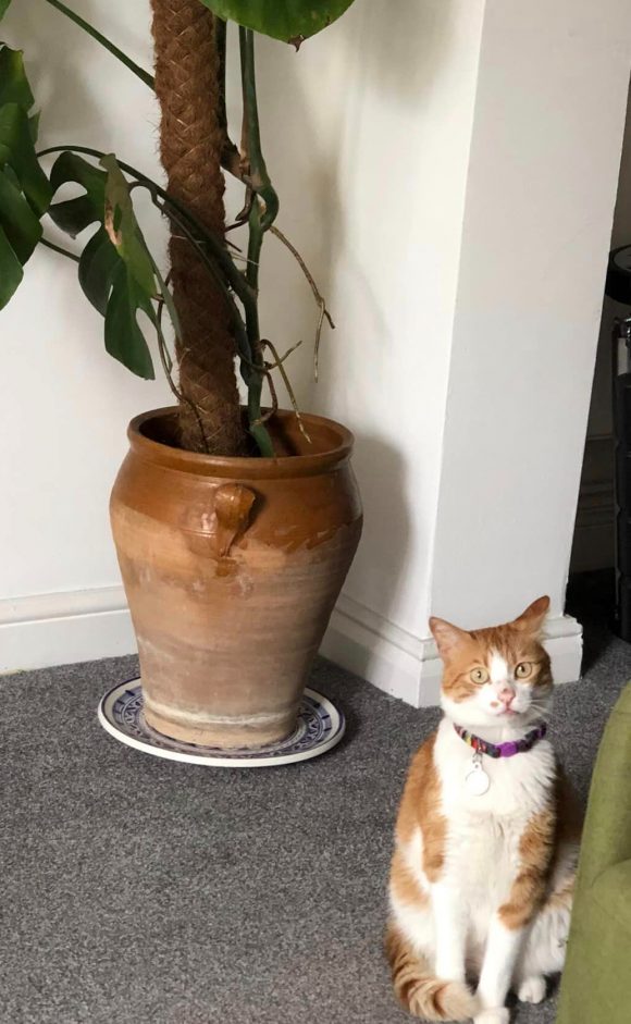 reunited – Missing Cat Near Troopers Hill