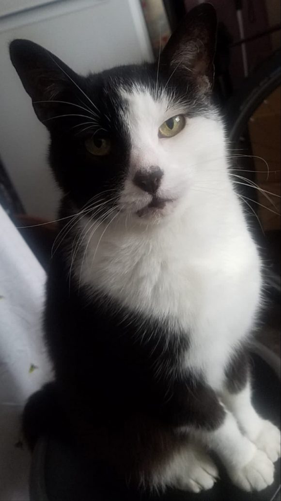 Missing cat called Neo. He went missing early morning 01/11/23 around Greenbank avenue West, easton. He’s quite old and walks with a limp. If you happen to hear anything I can be contacted on 07591023291. Thank you in advance.
