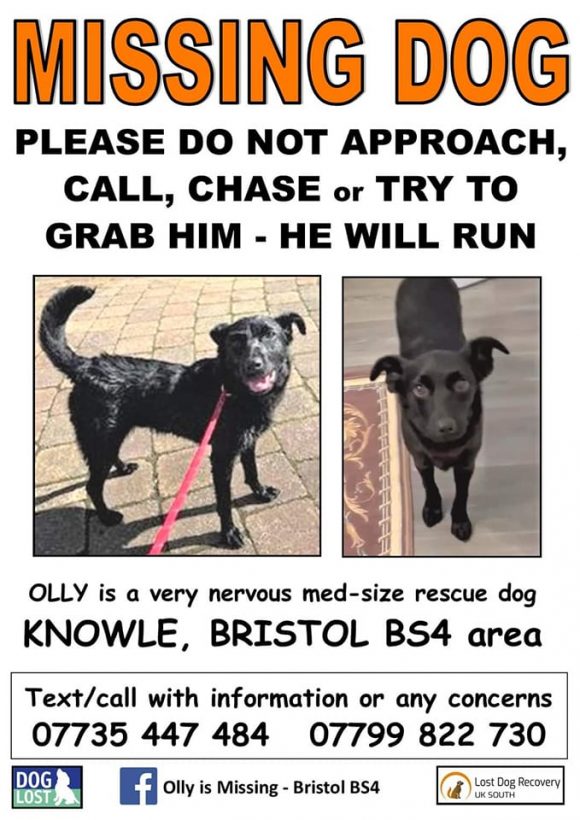 reunited Olly Dog