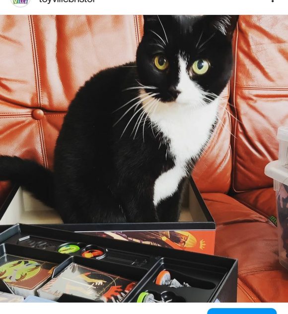Missing Black and White Cat in Southville