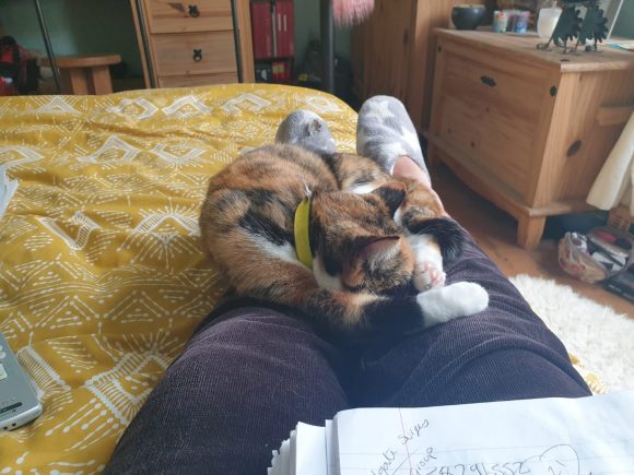 Small naughty Tortie Rosie missing from Bedminster