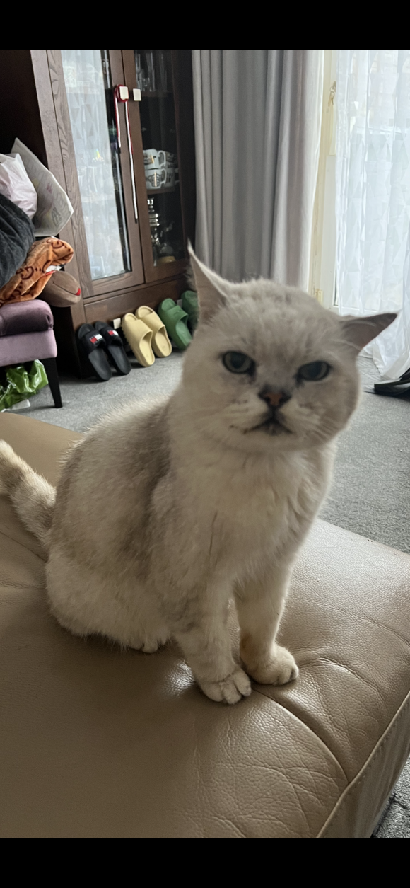 Found!!!!Male silver cat missing from Brislington area .He is very friendly with people but likes to fight other cats/dogs. 07505381489 Jenny.I would appreciate any information .