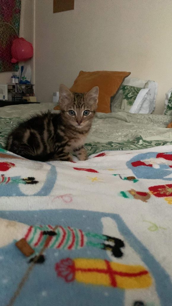 Missing 11 month old kitten- Filton