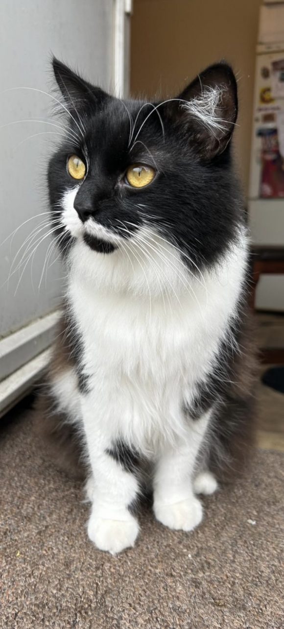 Missing B&W Long-Haired Cat in Barr’s Court/Warmley