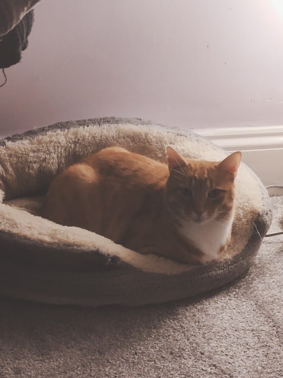 Missing short haired ginger male cat in Horfield, Bristol