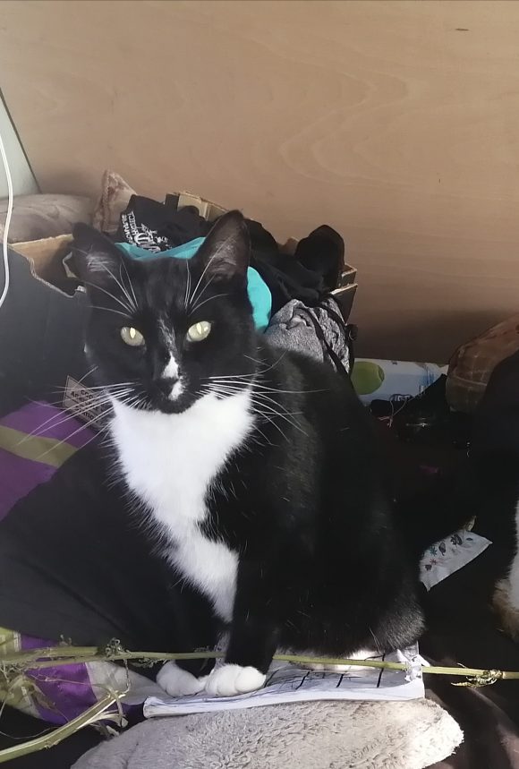Lost black and white cat in Knowle west .