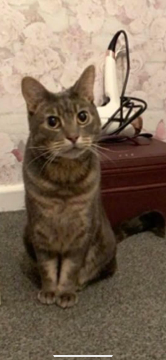 Missing silver tabby cat, Soundwell BS164PD