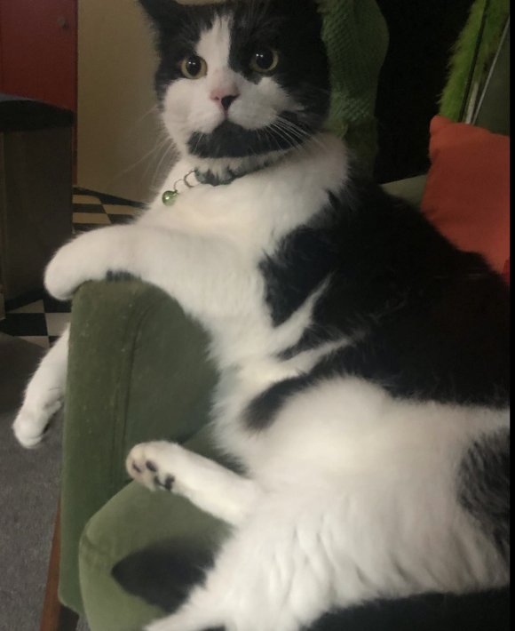 Black and White Cat Missing from BS2/St. Philips since 28 Nov