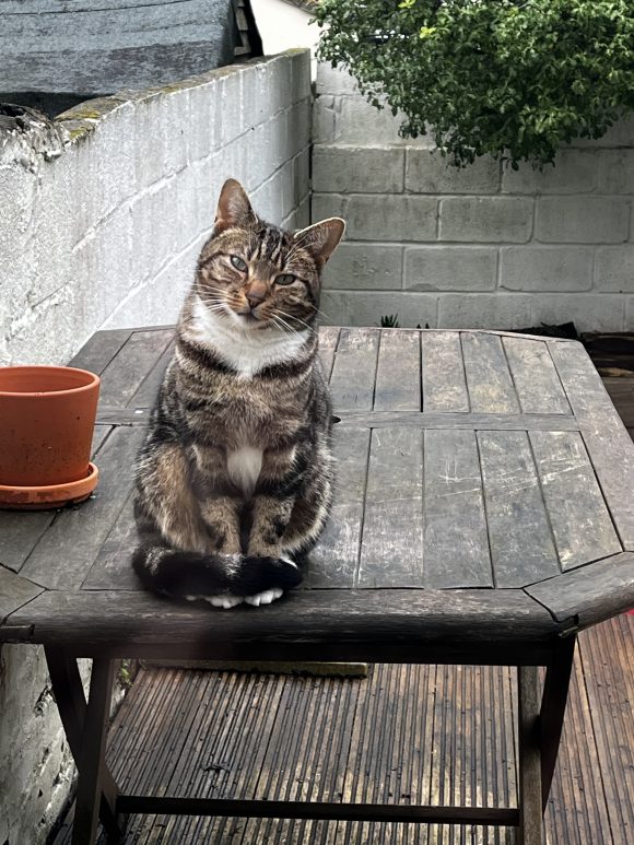 Missing Cat from Easton
