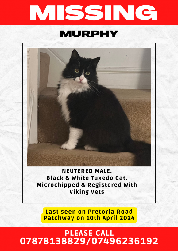 Missing from Patchway:Tuxedo Cat